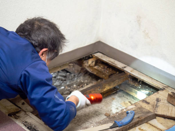 Kearny, NJ Mold Remediation Company