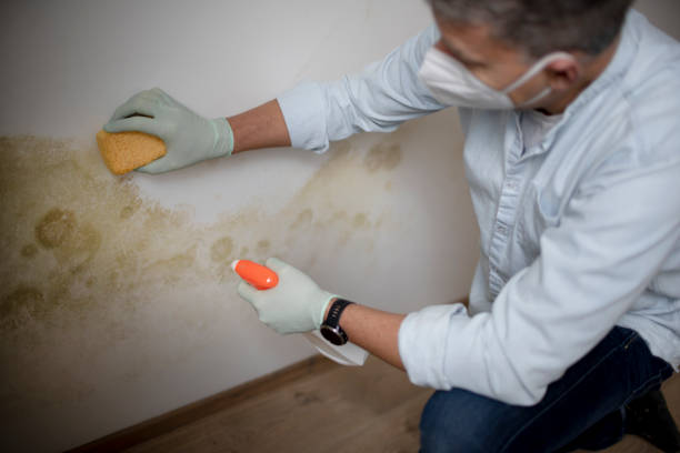 Best DIY Mold Remediation Support Services in Kearny, NJ