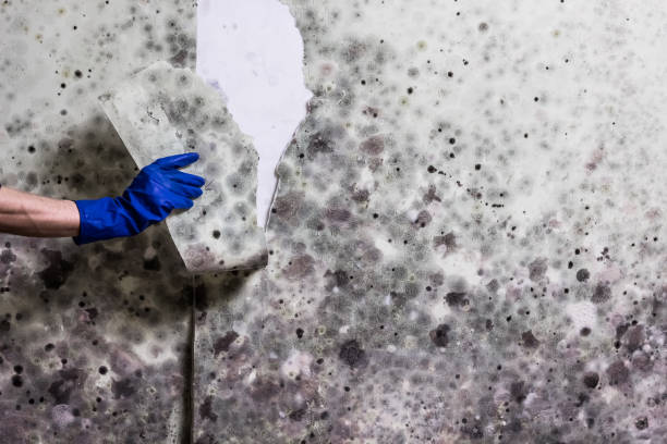 Best Basement Mold Remediation in Kearny, NJ